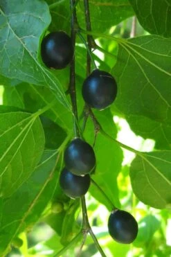 Sugarberry Tree (Celtis Laevigata) - 1 Gallon Pot -Cheap US Topiary Plant Store celtis laevigata sugarberry tree 5