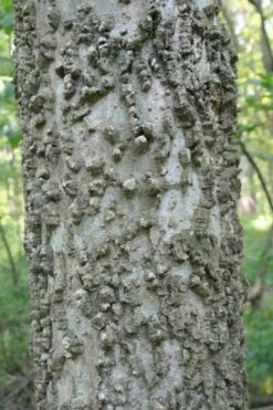 Sugarberry Tree (Celtis Laevigata) - 1 Gallon Pot -Cheap US Topiary Plant Store celtis laevigata sugarberry tree 6