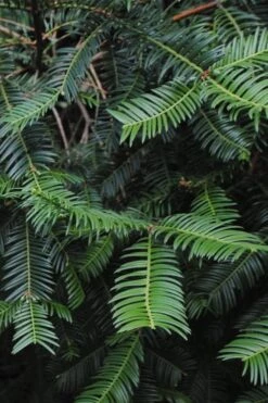 Japanese Plum Yew Tree (Cephalotaxus Harringtonia) - 3 Gallon Pot 9 Japanese Plum Yew Tree (Cephalotaxus Harringtonia) - 3 Gallon Pot -Cheap US Topiary Plant Store cephalotaxus harringtonia tree 2