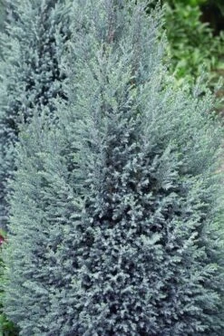 Blue Surprise Lawson Cypress (Chamaecyparis Lawsoniana) - 2 Gallon Pot -Cheap US Topiary Plant Store chamaecyparis lawsoniana blue surprise lawson cypress 11