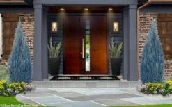 Blue Surprise Lawson Cypress (Chamaecyparis Lawsoniana) - 2 Gallon Pot -Cheap US Topiary Plant Store chamaecyparis lawsoniana blue surprise lawson cypress 12