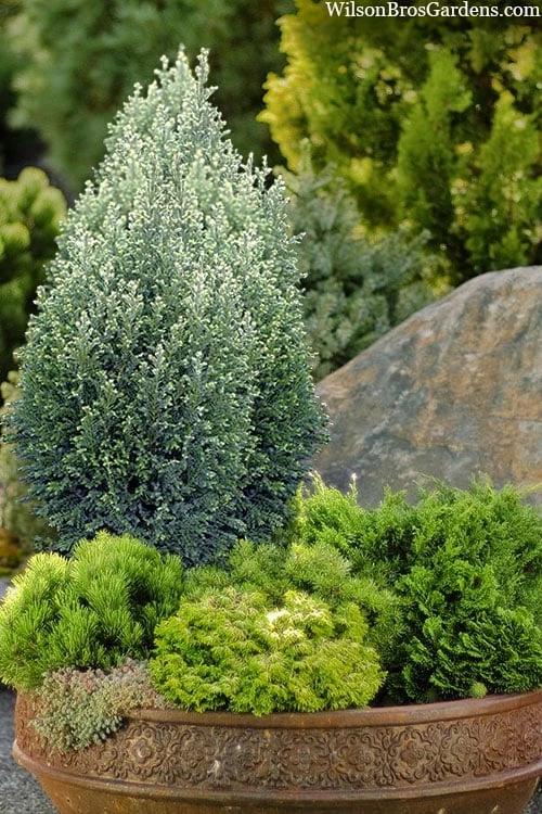 Snow White Lawson's Cypress (Chamaecyparis Lawsoniana) - 5 Gallon Pot 1 Snow White Lawson's Cypress (Chamaecyparis Lawsoniana) - 5 Gallon Pot