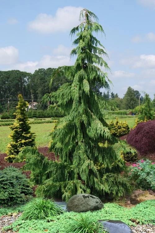 Weeping Nootka Cypress - 1 Gallon Pot 1 Weeping Nootka Cypress - 1 Gallon Pot