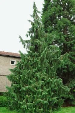 Weeping Nootka Cypress - 1 Gallon Pot 13 Weeping Nootka Cypress - 1 Gallon Pot -Cheap US Topiary Plant Store chamaecyparis nootkatensis pendula weeping nootka cypress 5