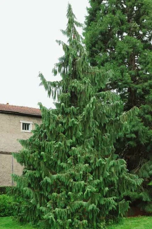 Weeping Nootka Cypress - 1 Gallon Pot 7 Weeping Nootka Cypress - 1 Gallon Pot - Image 7