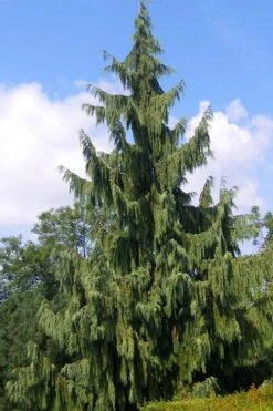 Weeping Nootka Cypress - 1 Gallon Pot 12 Weeping Nootka Cypress - 1 Gallon Pot -Cheap US Topiary Plant Store chamaecyparis nootkatensis pendula weeping nootka cypress 6