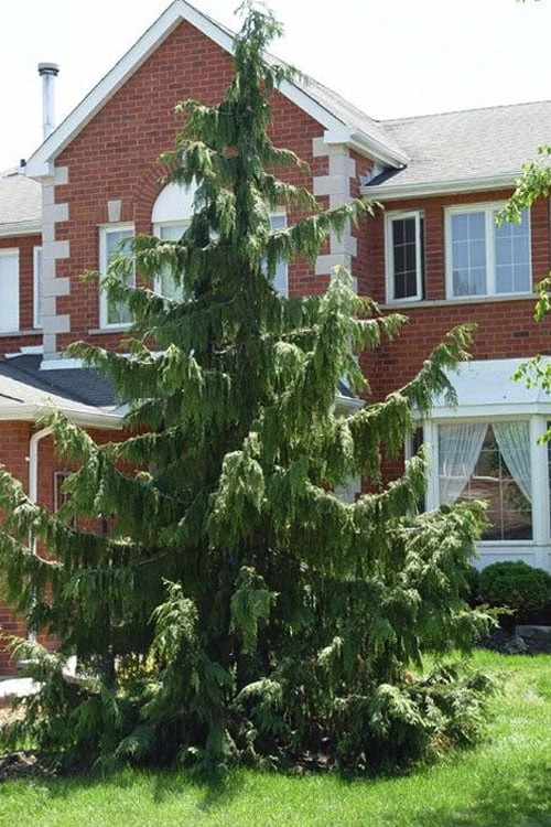 Weeping Nootka Cypress - 1 Gallon Pot 5 Weeping Nootka Cypress - 1 Gallon Pot - Image 5