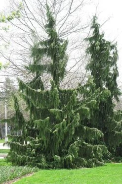 Weeping Nootka Cypress - 1 Gallon Pot 10 Weeping Nootka Cypress - 1 Gallon Pot -Cheap US Topiary Plant Store chamaecyparis nootkatensis pendula weeping nootka cypress 8