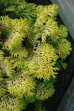 Confucius Golden Hinoki Cypress (Chamaecyparis Obtusa) - 3 Gallon Pot -Cheap US Topiary Plant Store chamaecyparis obtusa confucius golden hinoki cypress 1 1