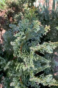 Gimborn Beauty Hinoki Cypress - 7 Gallon Pot -Cheap US Topiary Plant Store chamaecyparis obtusa gimborn beauty hinoki cypress 1