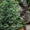 Gimborn Beauty Hinoki Cypress - 7 Gallon Pot