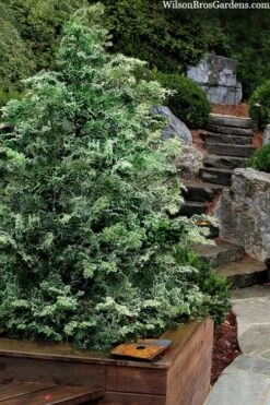 Gimborn Beauty Hinoki Cypress - 7 Gallon Pot