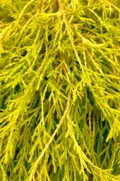 King's Gold Sawara False Cypress - 7 Gallon Pot -Cheap US Topiary Plant Store chamaecyparis pisifera kings gold false cypress 9