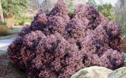 Heatherbun Atlantic White Cedar (Chamaecyparis Thyiodes) - 2 Gallon Pot -Cheap US Topiary Plant Store chamaecyparis thyoides heatherbun atlantic white cedar 2