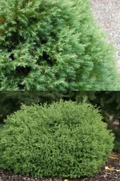 Heatherbun Atlantic White Cedar (Chamaecyparis Thyiodes) - 1 Gallon Pot 8 Heatherbun Atlantic White Cedar (Chamaecyparis Thyiodes) - 1 Gallon Pot -Cheap US Topiary Plant Store chamaecyparis thyoides heatherbun atlantic white cedar 5 1