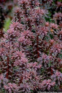 Red Star Cedar - 5 Gallon Pot -Cheap US Topiary Plant Store chamaecyparis thyoides red star cedar 8 1