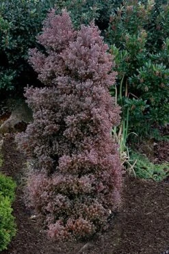 Red Star Cedar - 5 Gallon Pot -Cheap US Topiary Plant Store chamaecyparis thyoides red star white cedar 2 1