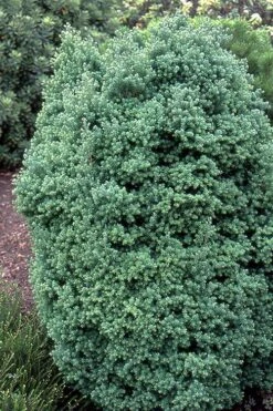 Red Star Cedar - 5 Gallon Pot -Cheap US Topiary Plant Store chamaecyparis thyoides red star white cedar 3 1