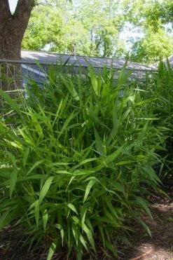 Upland Sea Oats (Chasmanthium Latifolium) - 2 Pack Of 1 Gallon Pots -Cheap US Topiary Plant Store chasmanthium latifolium upland sea oats 101