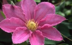 Abilene Clematis - 1 Gallon Pot -Cheap US Topiary Plant Store clematis abilene 12