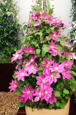 Abilene Clematis - 1 Gallon Pot -Cheap US Topiary Plant Store clematis abilene 13