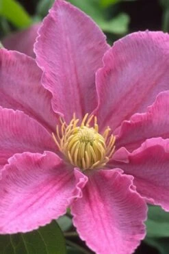 Abilene Clematis - 1 Gallon Pot -Cheap US Topiary Plant Store clematis abilene 500x750 1