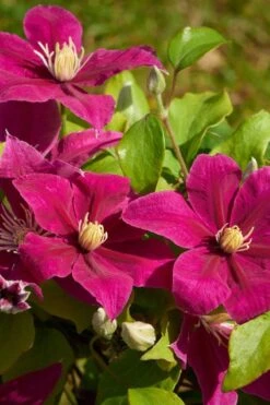 Acropolis Clematis - 1 Gallon Pot -Cheap US Topiary Plant Store clematis acropolis 5