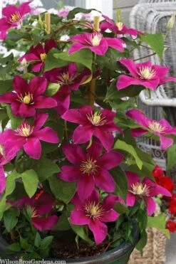 Acropolis Clematis - 1 Gallon Pot -Cheap US Topiary Plant Store clematis acropolis 7