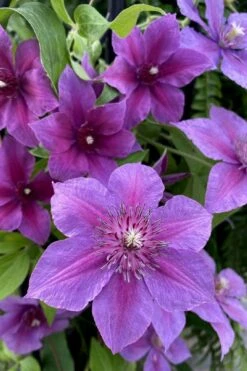 Adam's Courage Clematis - 1 Gallon Pot 7 Adam's Courage Clematis - 1 Gallon Pot -Cheap US Topiary Plant Store clematis adams courage 2