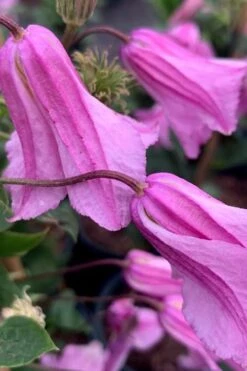 Alionushka Clematis - 1 Gallon Pot -Cheap US Topiary Plant Store clematis alionushka 500x750 1