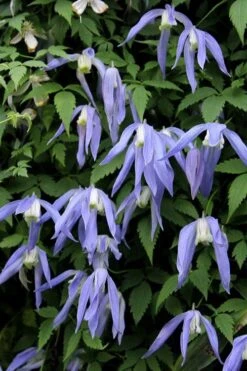 Blue Dancer Clematis - 1 Gallon Pot 11 Blue Dancer Clematis - 1 Gallon Pot -Cheap US Topiary Plant Store clematis alpina blue dancer 3