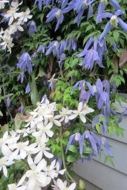 Blue Dancer Clematis - 1 Gallon Pot 12 Blue Dancer Clematis - 1 Gallon Pot -Cheap US Topiary Plant Store clematis alpina blue dancer 5