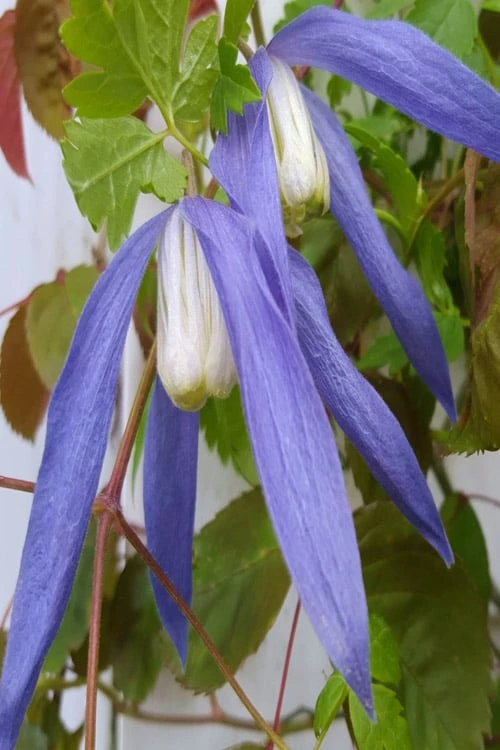 Blue Dancer Clematis - 1 Gallon Pot 1 Blue Dancer Clematis - 1 Gallon Pot