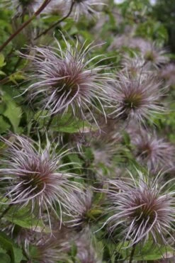 Blue Dancer Clematis - 1 Gallon Pot 13 Blue Dancer Clematis - 1 Gallon Pot -Cheap US Topiary Plant Store clematis alpina blue dancer 8