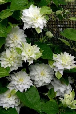Arctic Queen Clematis - 1 Gallon Pot 11 Arctic Queen Clematis - 1 Gallon Pot -Cheap US Topiary Plant Store clematis arctic queen 12