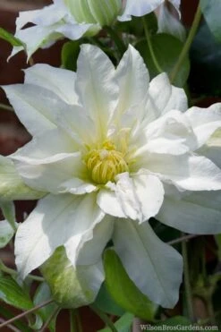 Arctic Queen Clematis - 1 Gallon Pot 15 Arctic Queen Clematis - 1 Gallon Pot -Cheap US Topiary Plant Store clematis arctic queen 8