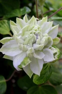 Arctic Queen Clematis - 1 Gallon Pot 12 Arctic Queen Clematis - 1 Gallon Pot -Cheap US Topiary Plant Store clematis arctic queen 9