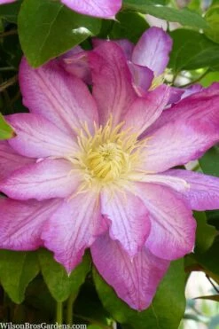 Asao Clematis - 1 Gallon Pot -Cheap US Topiary Plant Store clematis asao 10