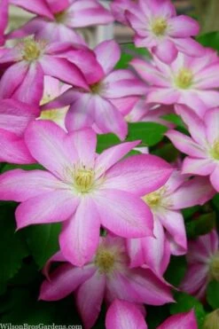 Asao Clematis - 1 Gallon Pot -Cheap US Topiary Plant Store clematis asao 15