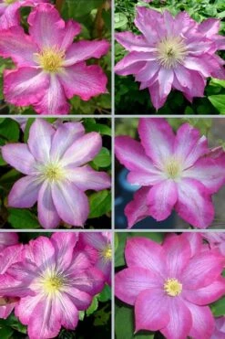 Asao Clematis - 1 Gallon Pot -Cheap US Topiary Plant Store clematis asao 18