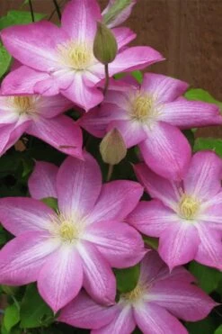 Asao Clematis - 1 Gallon Pot -Cheap US Topiary Plant Store clematis asao 7