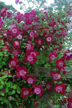 Avant-Garde Clematis - 1 Gallon Pot -Cheap US Topiary Plant Store clematis avant garde 11