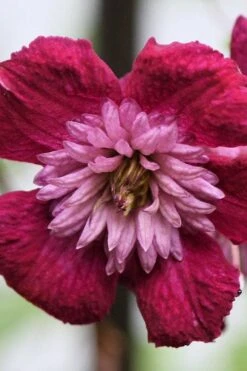 Avant-Garde Clematis - 1 Gallon Pot -Cheap US Topiary Plant Store clematis avant garde 4