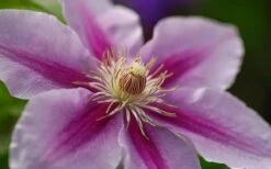 Bees Jubilee Clematis - 1 Gallon Pot -Cheap US Topiary Plant Store clematis bees jubilee 10