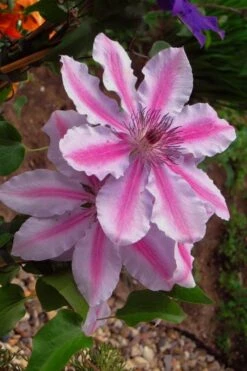 Bees Jubilee Clematis - 1 Gallon Pot -Cheap US Topiary Plant Store clematis bees jubilee 5