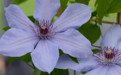 Bernadine Clematis - 1 Gallon Pot 11 Bernadine Clematis - 1 Gallon Pot -Cheap US Topiary Plant Store clematis bernadine 1