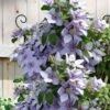 Bernadine Clematis - 1 Gallon Pot
