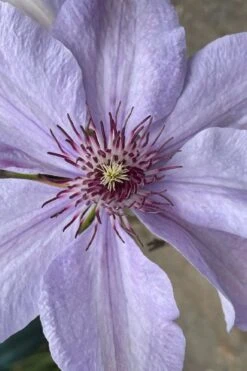 Bernadine Clematis - 1 Gallon Pot 9 Bernadine Clematis - 1 Gallon Pot -Cheap US Topiary Plant Store clematis bernadine 8