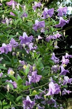 Betty Corning Clematis - 1 Gallon Pot -Cheap US Topiary Plant Store clematis betty corning 2