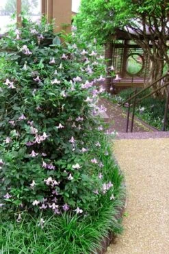 Betty Corning Clematis - 1 Gallon Pot -Cheap US Topiary Plant Store clematis betty corning 6